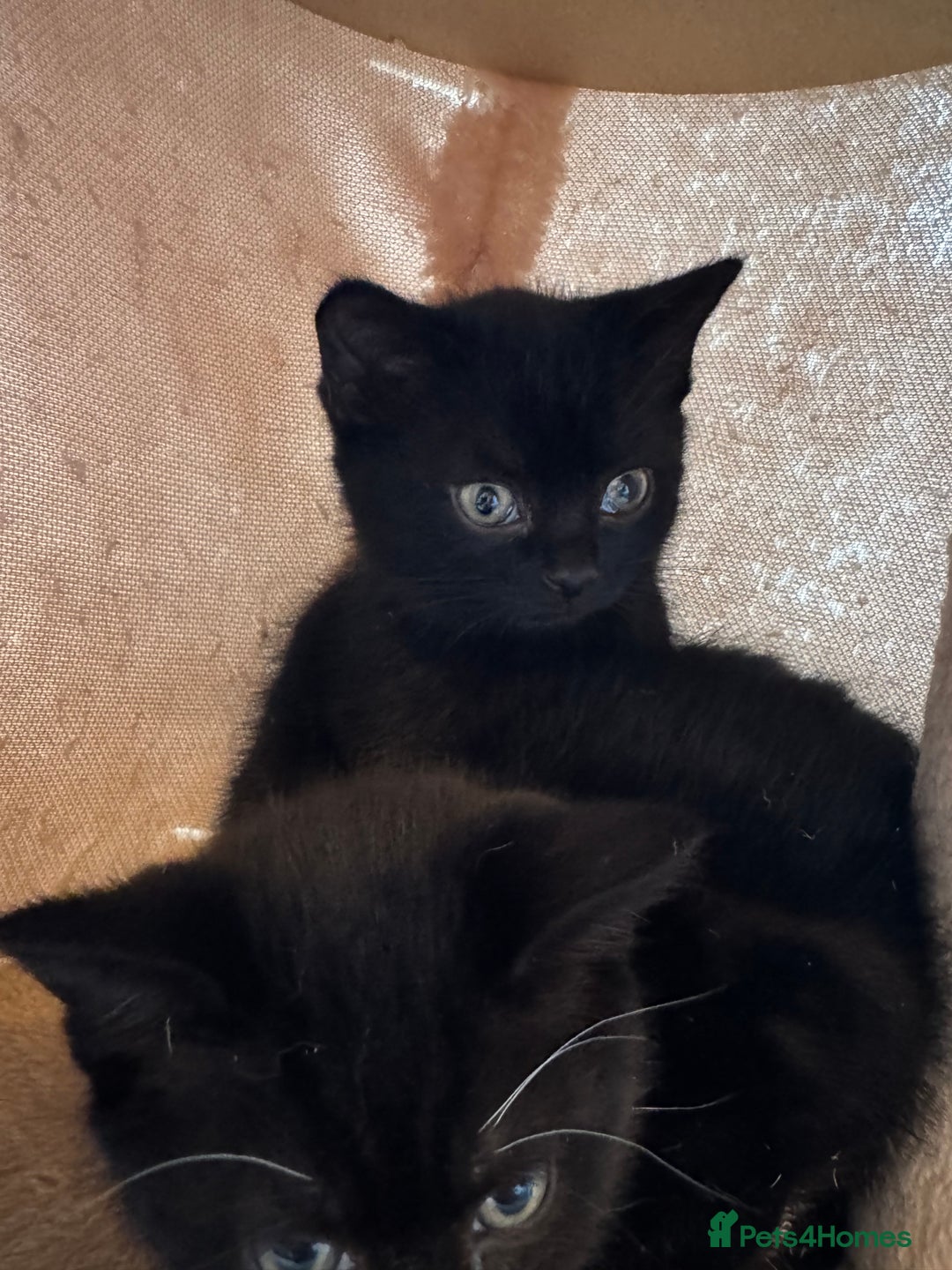 British Shorthair cats for sale: lovable - Advert 4