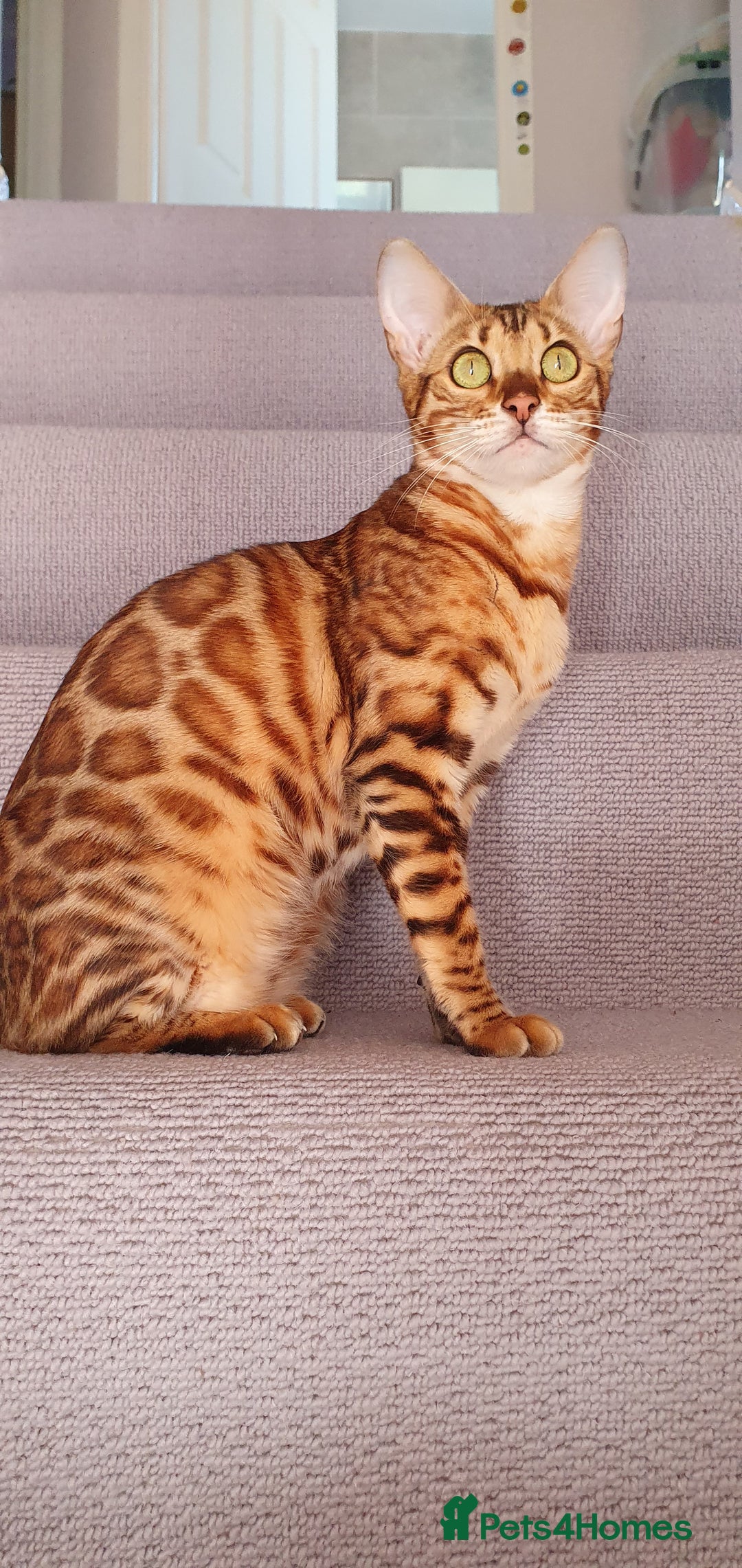 Bengal cats for sale: Beautiful Bengal - Advert 1