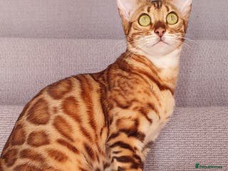 Bengal cats Beautiful Bengal - Advert 1