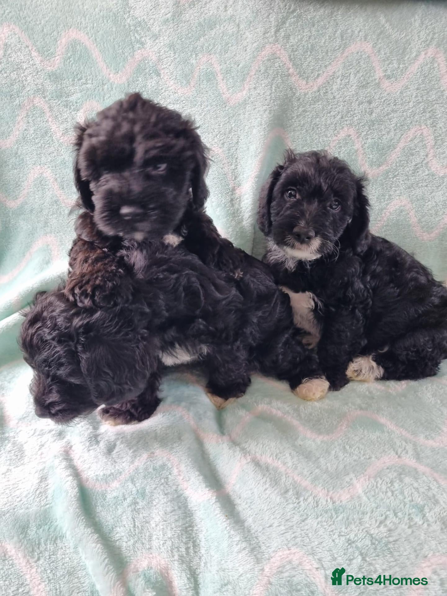 Yorkiepoo dogs Gorgeous YORKIEPOO puppys - Advert 2