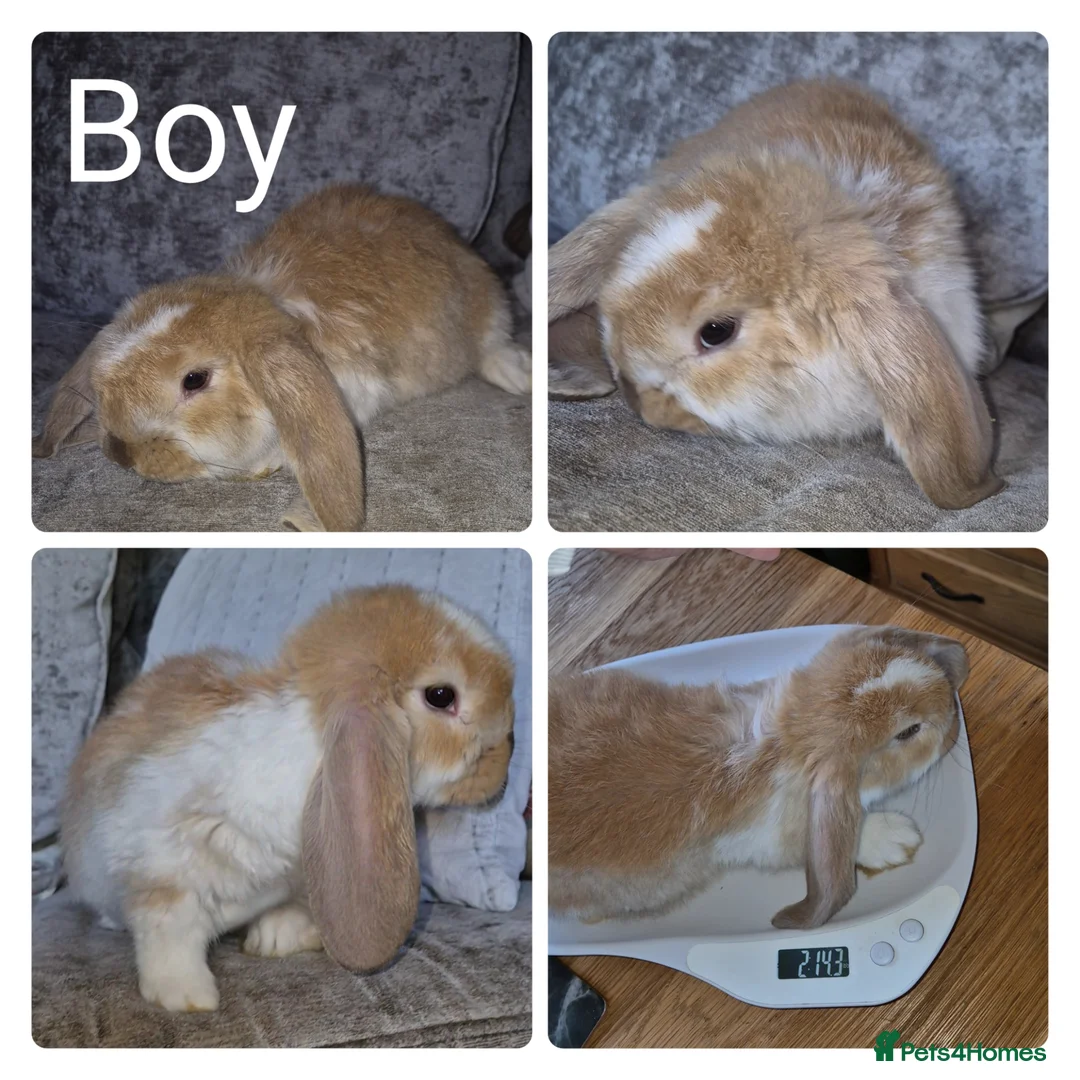 French Lop rabbits for sale: Beautiful French Lops - Advert 1
