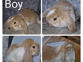 French Lop rabbits Beautiful French Lops - Advert 6