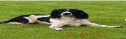 English Springer Spaniel dogs for sale: 4 weeks old🐶❤️AdorableSpringerSpanielPuppie 🐶❤️  - Advert 8