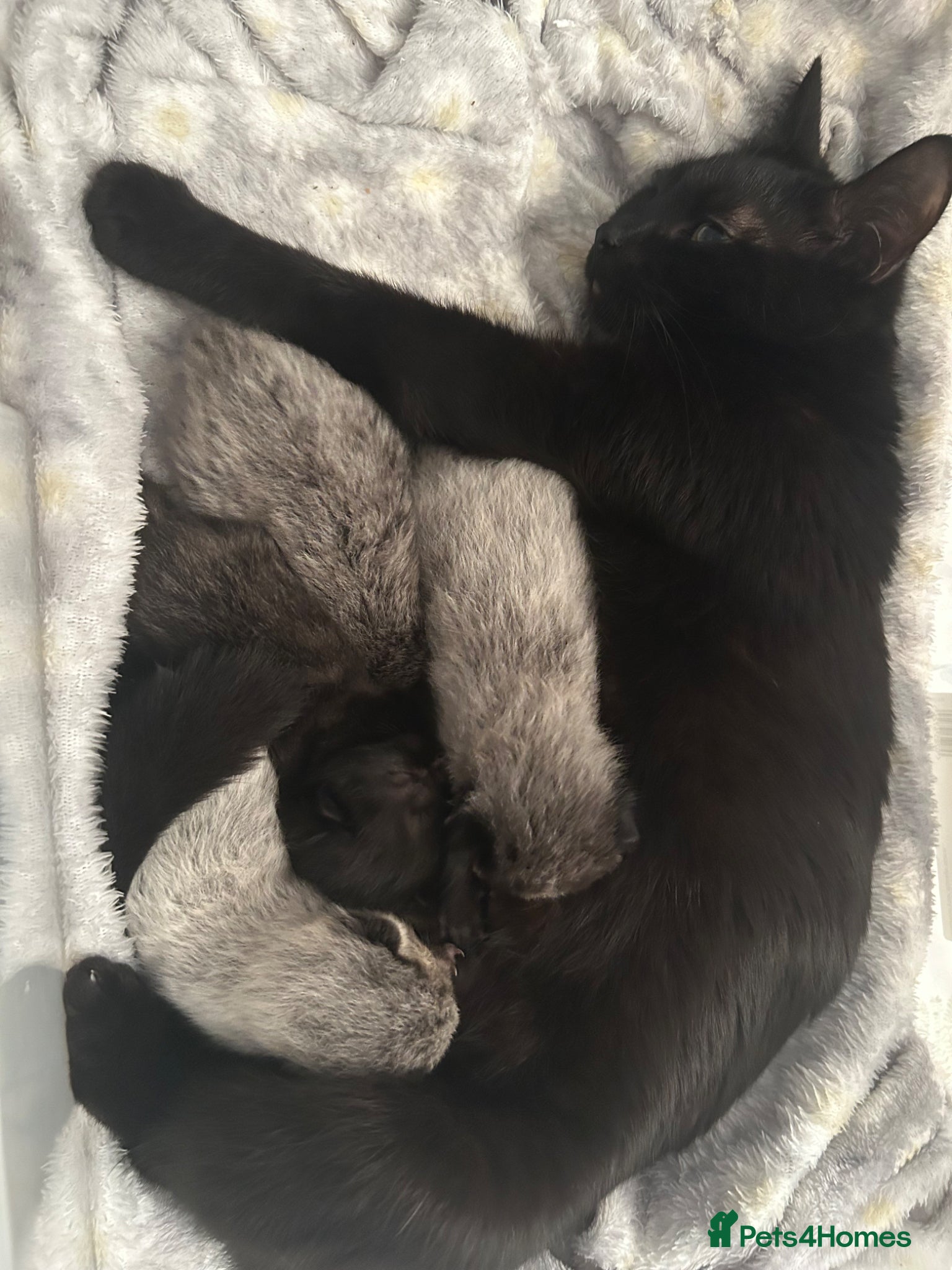 Mixed Breed cats Beautiful playful kittens  - Advert 1