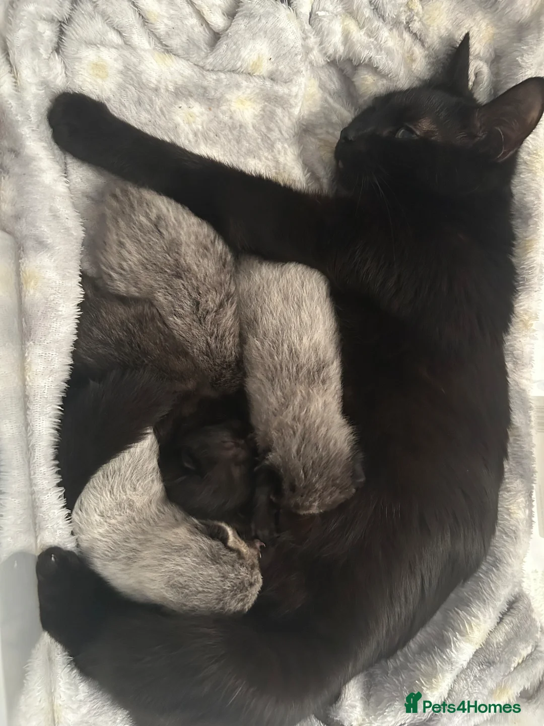 Mixed Breed cats for sale: Beautiful playful kittens  - Advert 1