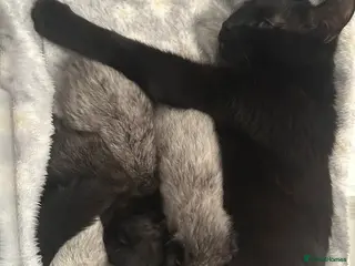 Mixed Breed cats Beautiful playful kittens - Advert 1