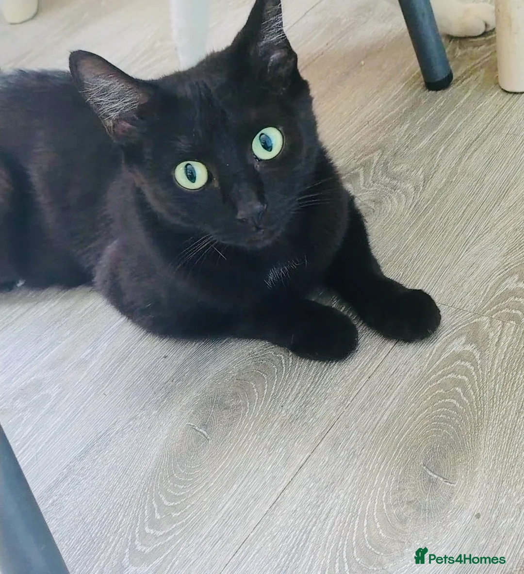 Mixed Breed cats for sale: Male & Female kittens available now - Advert 12
