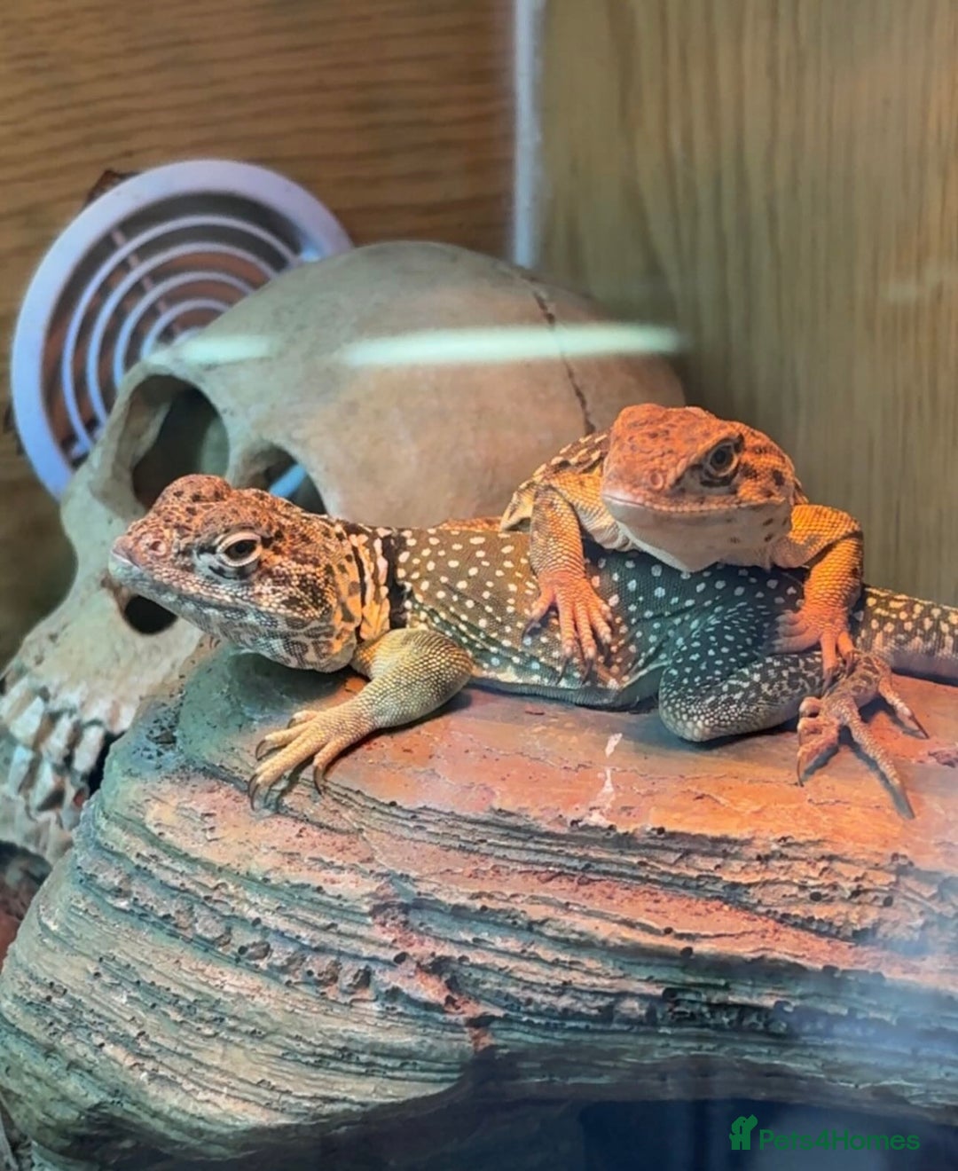 Lizard reptiles for sale: Collared Lizards - Male and Female  - Image 2