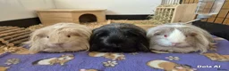 Guinea Pig rodents for sale: Beautiful Female Sheltie Sows  - Advert 1