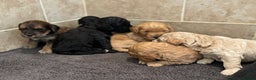 Cockapoo dogs for sale: Beautiful cockapoo puppy’s🩷🩵 - Advert 6