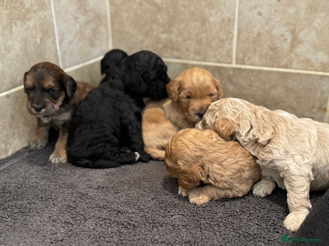 Cockapoo dogs for sale: Beautiful cockapoo puppy’s🩷🩵 - Advert 6
