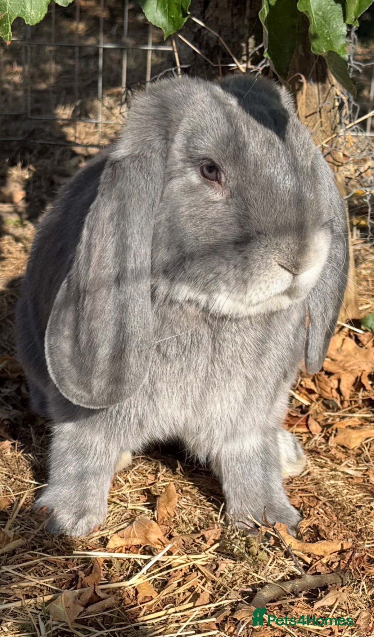 French Lop rabbits Stunning blue fox buck French lop - Advert 1