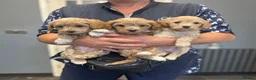 Maltipoo dogs for sale: BEAUTIFUL MALTIPOOS BOTH SEXES DNA CLEAR  - Advert 11