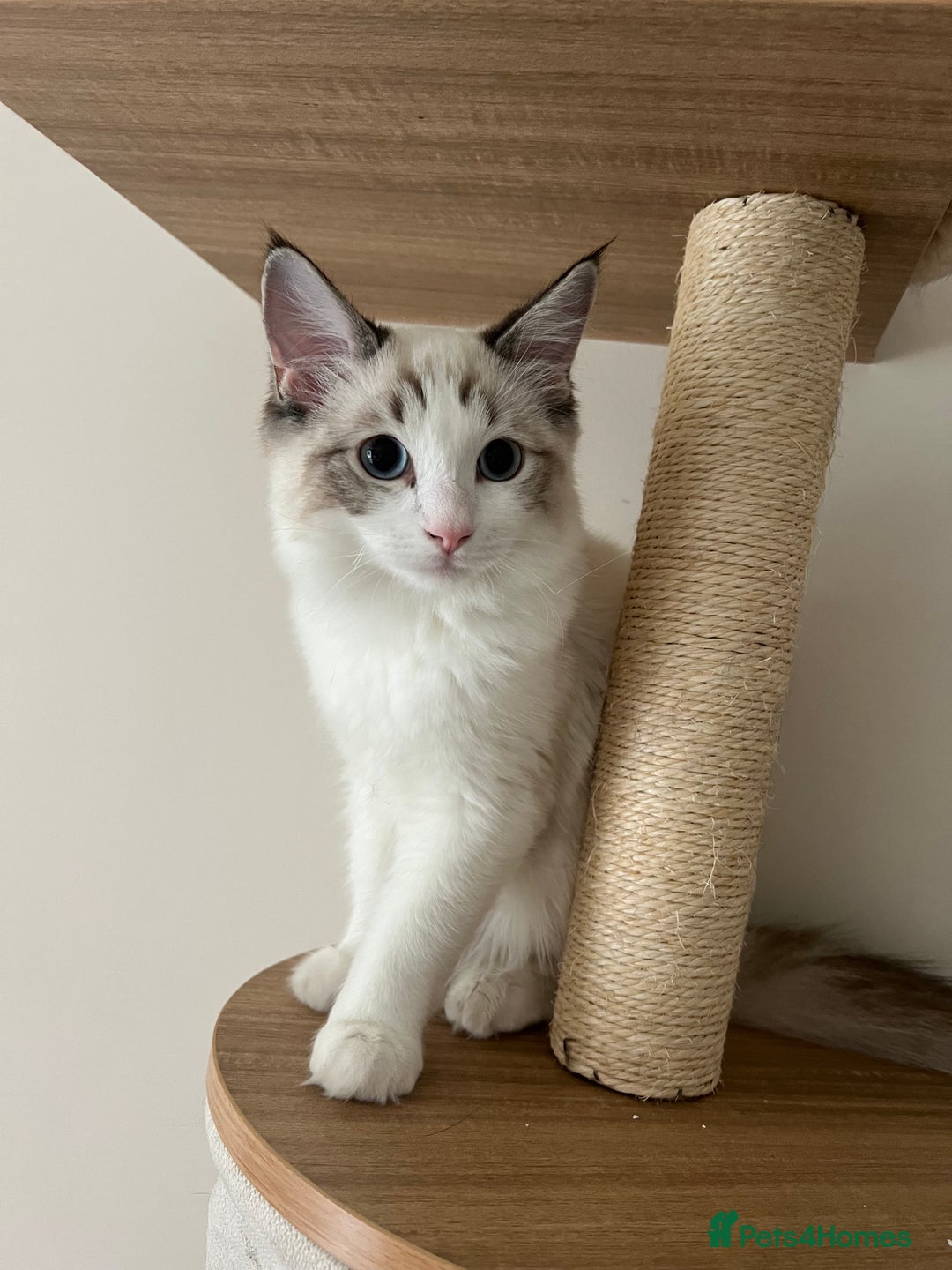 Ragdoll cats for sale: Ragdoll 7 month old Lynx Bicolour - Image 2