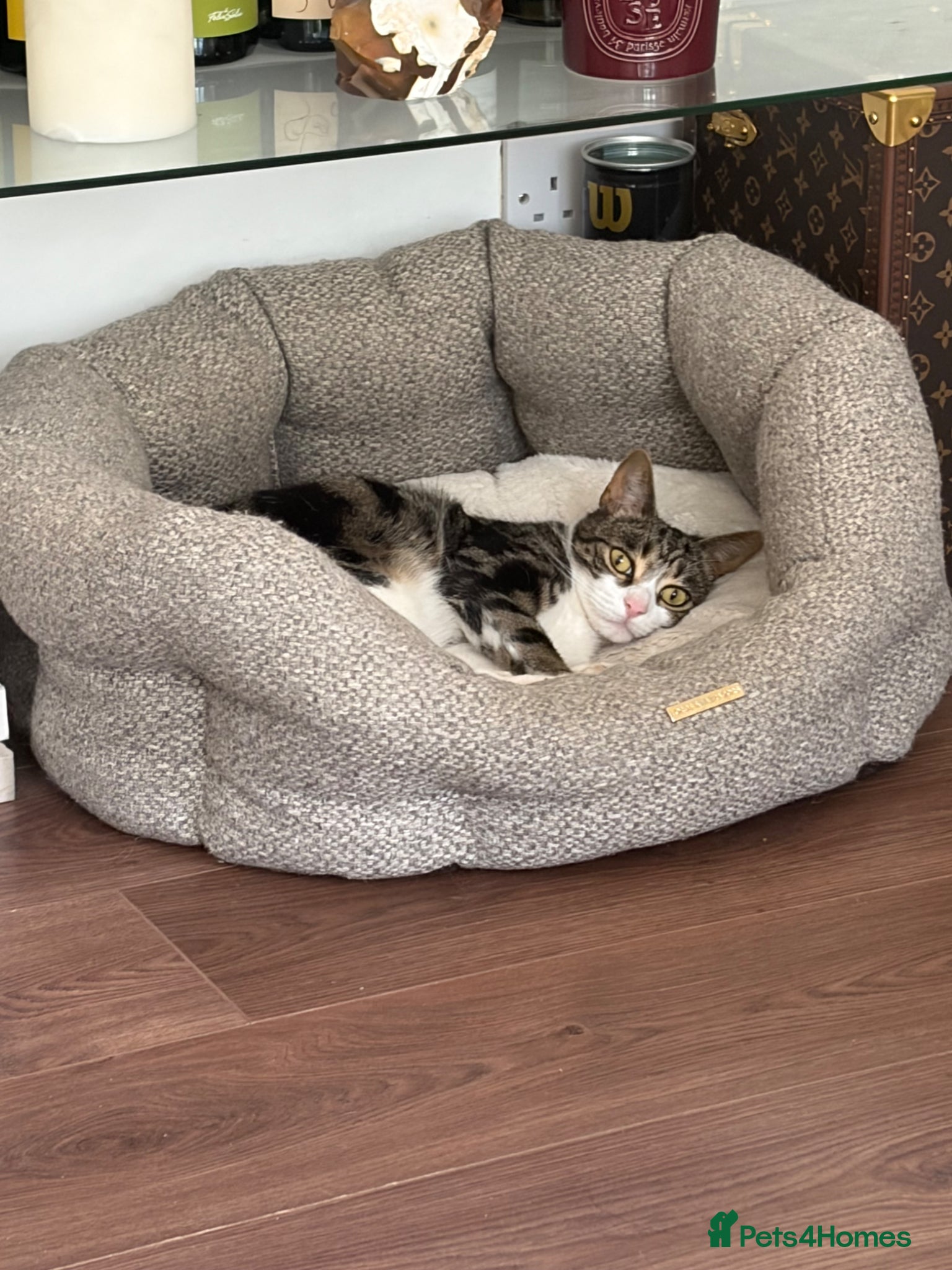 Mixed Breed cats Sadly I have to rehome my boy - Advert 1