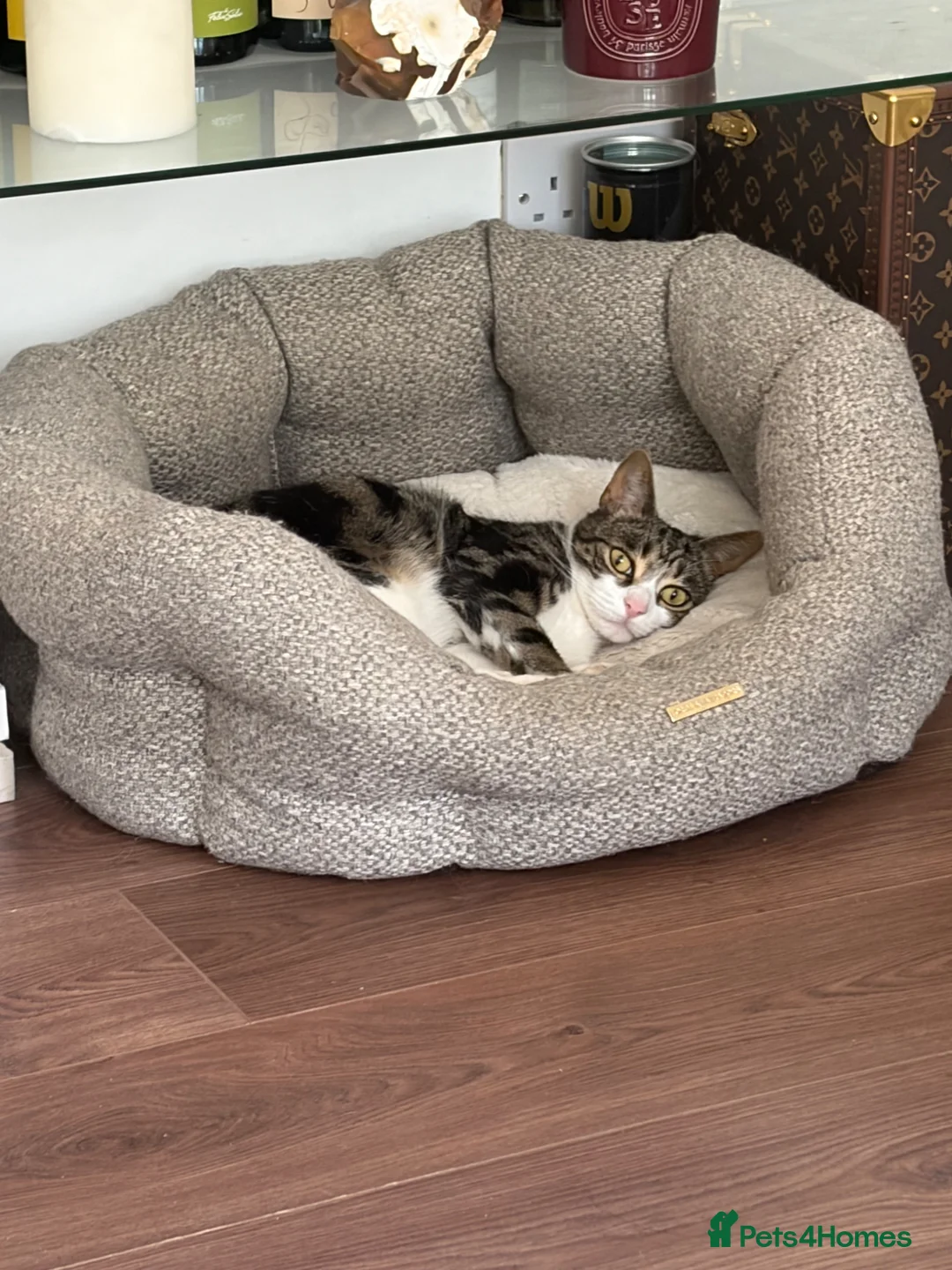 Mixed Breed cats for sale: Sadly I have to rehome my boy - Advert 1