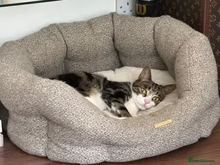 Mixed Breed cats Sadly I have to rehome my boy - Advert 1