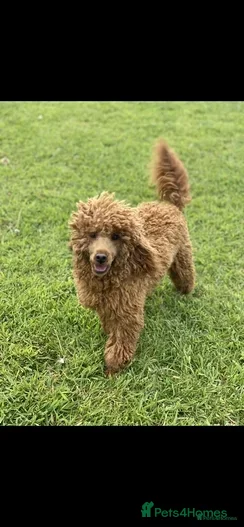 Miniature Poodle dogs Stunning Health Tested Miniature Poodle Cockapoo - Advert 9