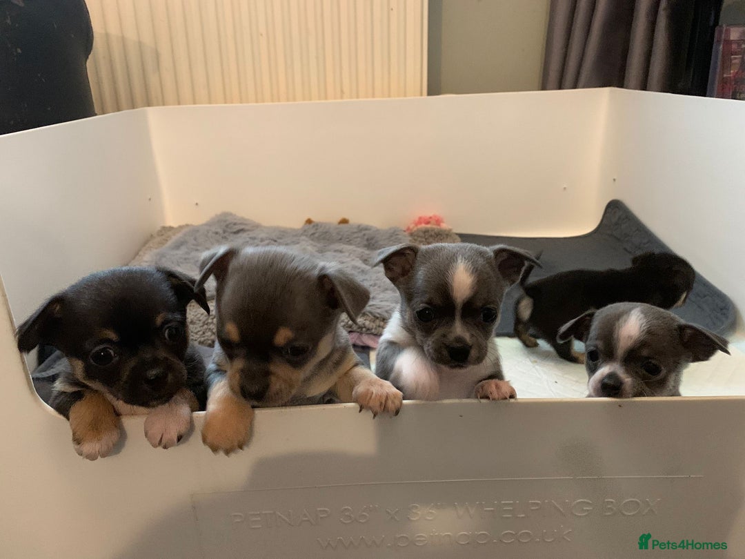 Chihuahua dogs for sale: Beautiful black & blue tri chihuahua puppies  - Advert 23