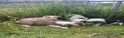 Border Collie dogs for sale: Border collie pups for sale in Bishop Auckland - Advert 26