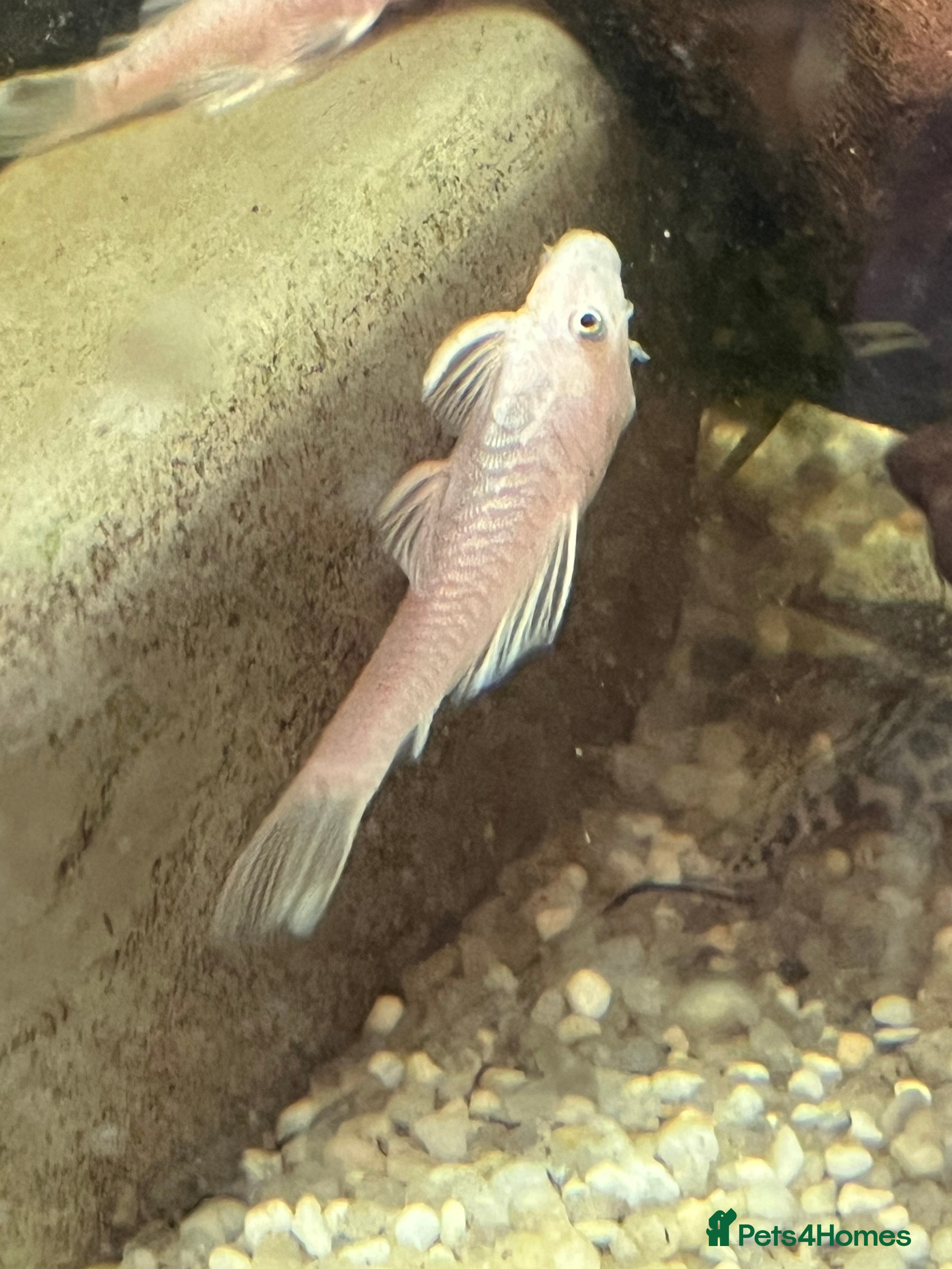 Plecos fish Snow White sf Bristlenose Pleco. Female - Advert 8