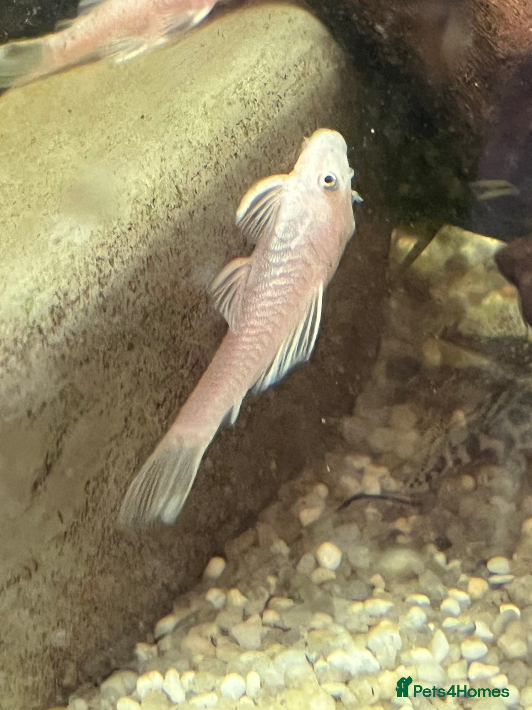 Plecos fish for sale: Snow White sf Bristlenose Pleco. Female - Advert 1