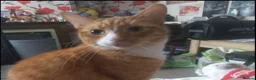 Domestic Shorthair cats for sale: Ginger Male Cat in Kidderminster - Advert 9