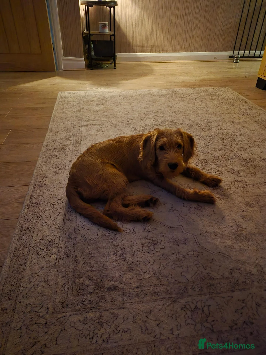 Labradoodle dogs for sale: 21 week old female labradoodle puppy - Advert 7
