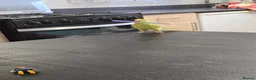 Ringnecks birds for sale: Parrot in Kidderminster - Advert 4