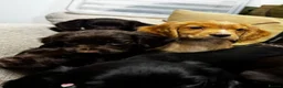 Cocker Spaniel dogs for sale: 🐾 Beautiful Working Cocker Spaniel Puppies 🐾 - Advert 12