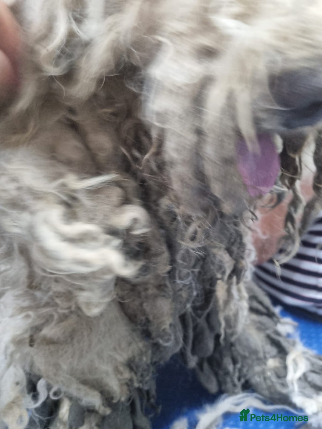 Lagotto Romagnolo dogs for adoption: SNOWY - Aptly named for a winter Adoption!  - Advert 4