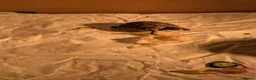 Tortoise reptiles for sale: 🐢 Baby Spur Thighed Tortoise 🐢 - Advert 4