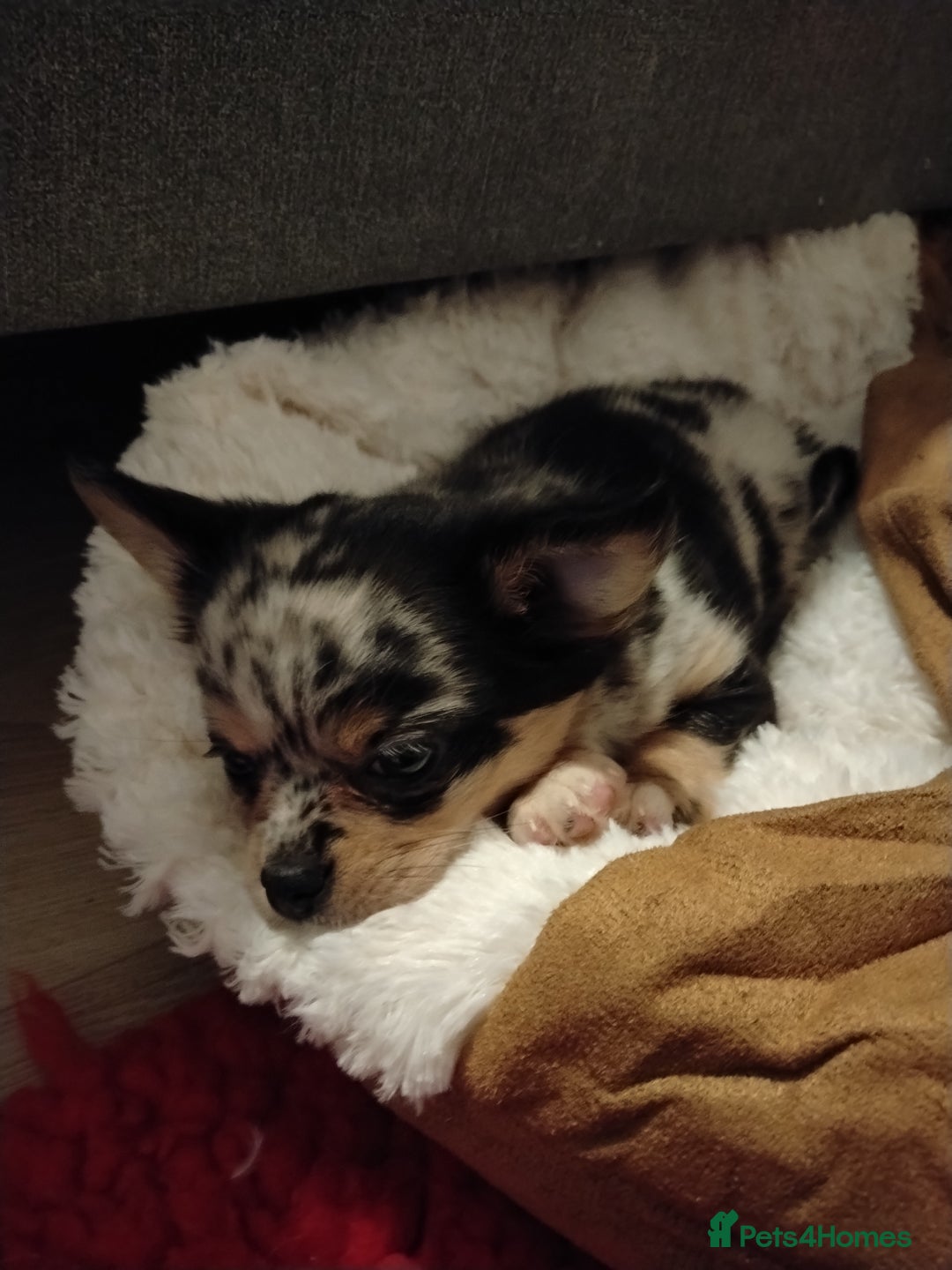 Chihuahua dogs for sale: Chihuahua girl  - Advert 3