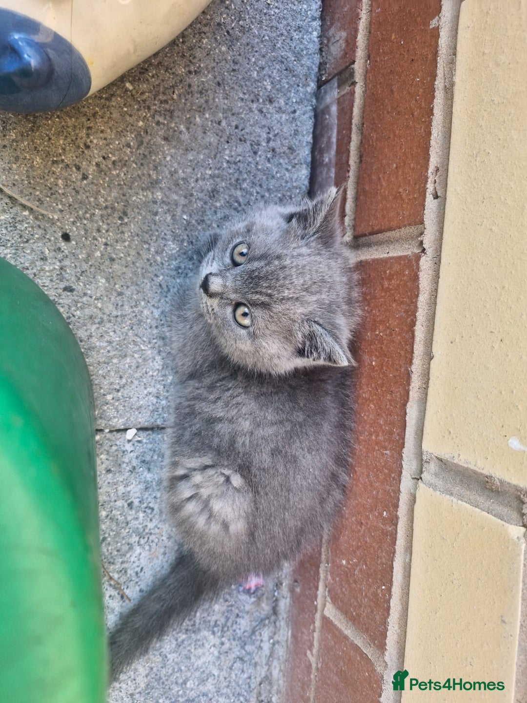 British Shorthair cats for sale: 5 British Shorthair kittens for sale - Image 11