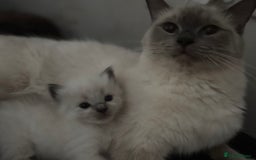 Ragdoll cats for sale: 2x ragdoll male kittens for sale!  - Image 2