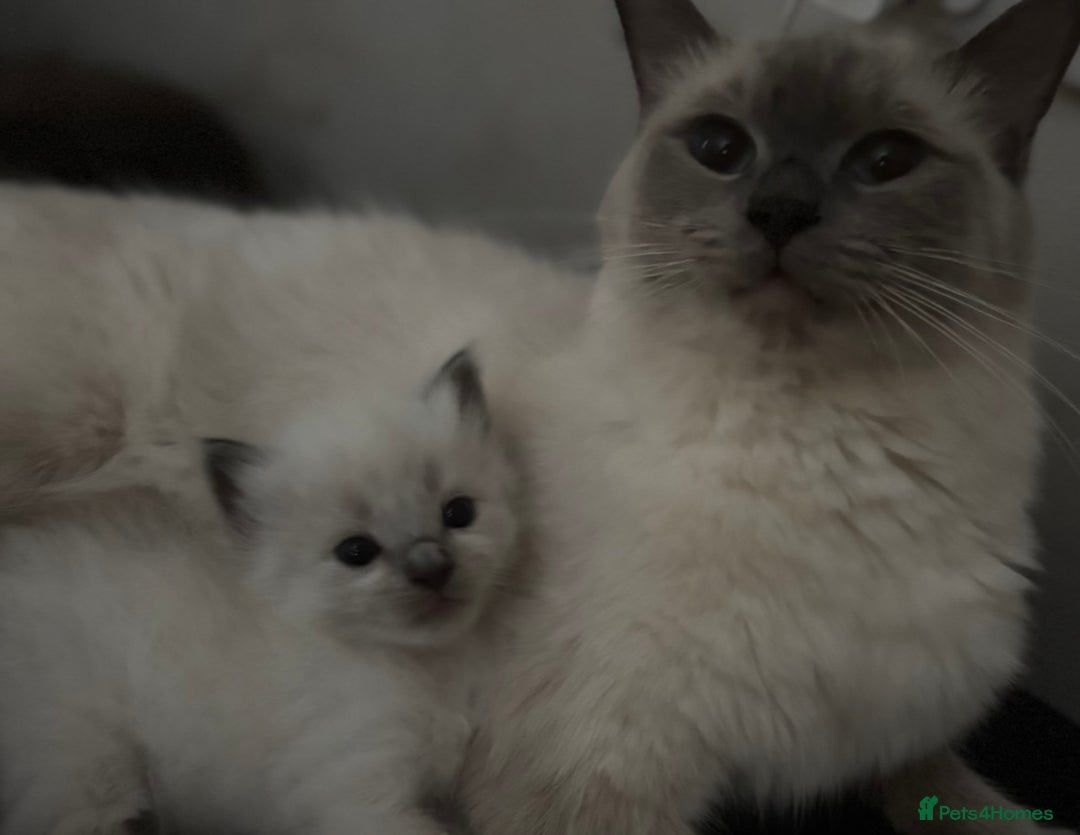 Ragdoll cats for sale: 2x ragdoll male kittens for sale!  - Image 2