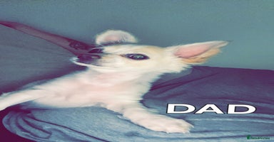 Chihuahua dogs - Advert 5