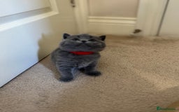 British Shorthair cats for sale: British Shorthair Blue Kittens - Image 12
