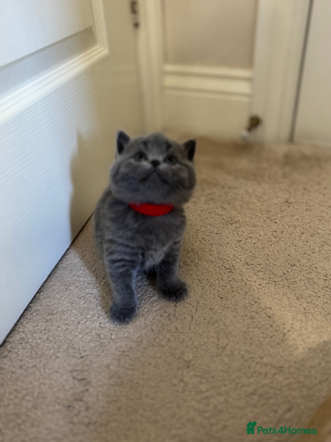 British Shorthair cats for sale: British Shorthair Blue Kittens - Image 12