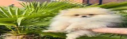 Pomeranian dogs for sale: Quality Pomeranian puppies reduced £1300 - Advert 6