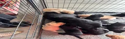 Labrador Retriever dogs for sale: KC Registered Working Labrador Pups  - Advert 23