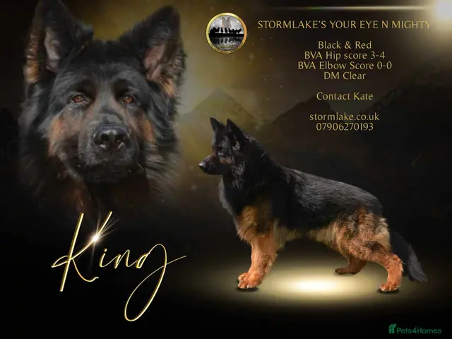German Shepherd dogs German Shepherd Long Haired *Stud* - Advert 3