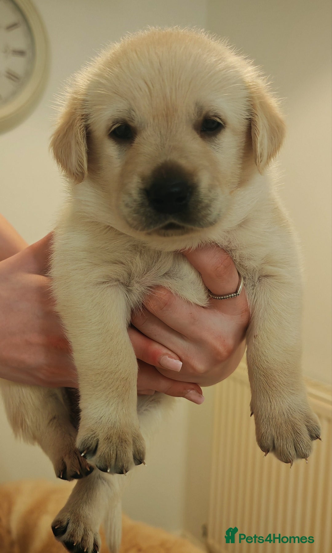 Goldador dogs for sale: Ready 4th February  - Advert 8