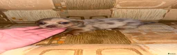 Jack Russell dogs for sale: Jack Russell - Advert 3