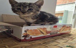 Domestic Shorthair cats for sale: 7 kittens Free to a good home - Image 1