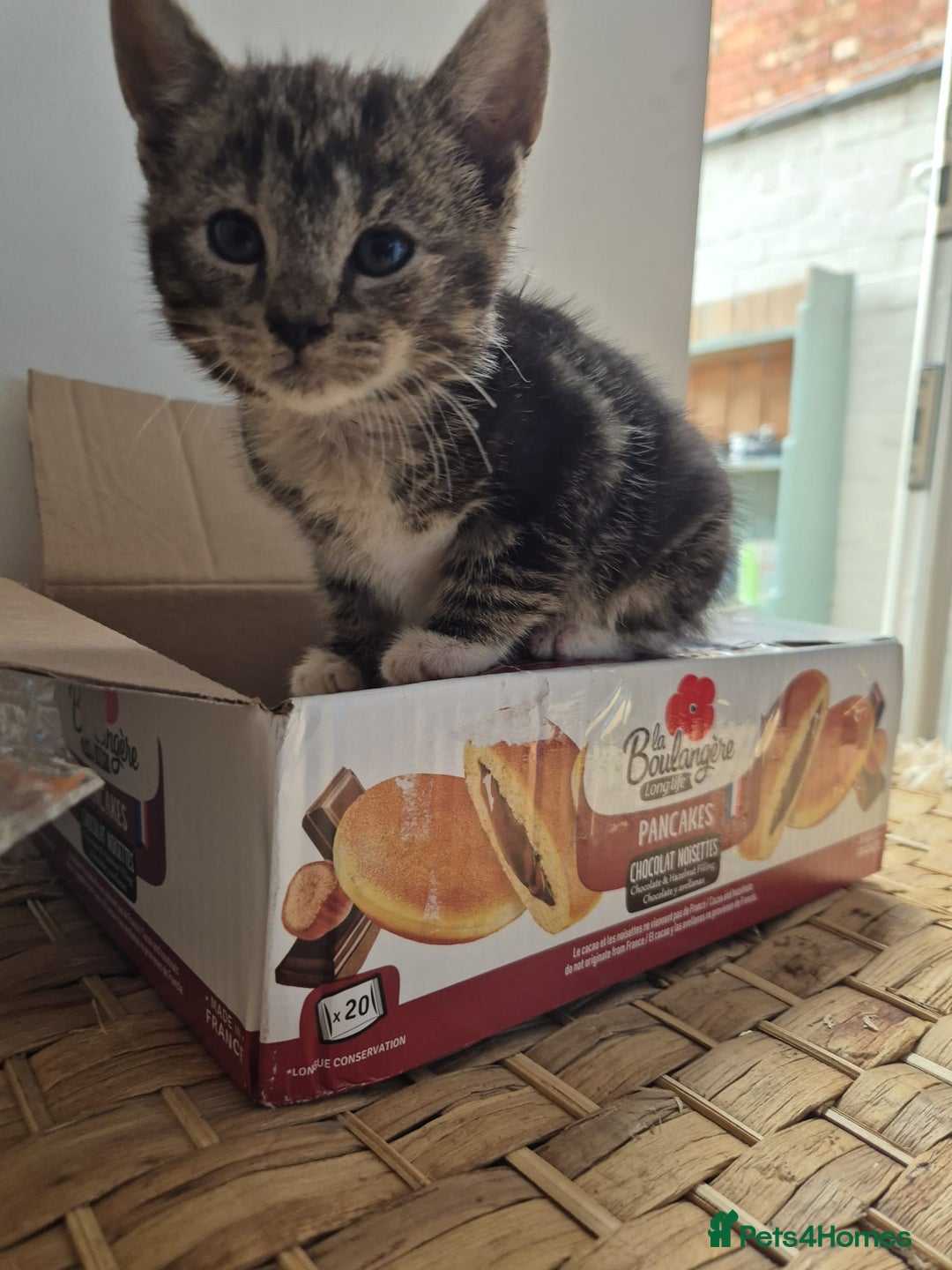 Domestic Shorthair cats for sale: 7 kittens Free to a good home - Image 1