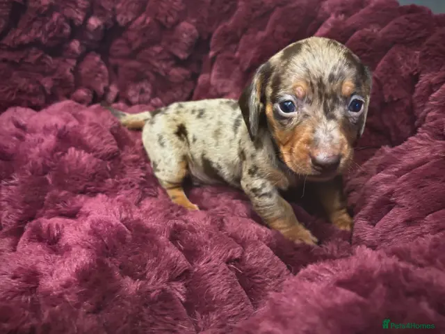 Miniature Dachshund dogs for sale: 🐶❤️Miniature Dachshund Puppies 🐶❤️ - Advert 21
