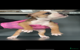 English Bulldog dogs for sale: KC registered English Bulldog Puppies  - Image 14