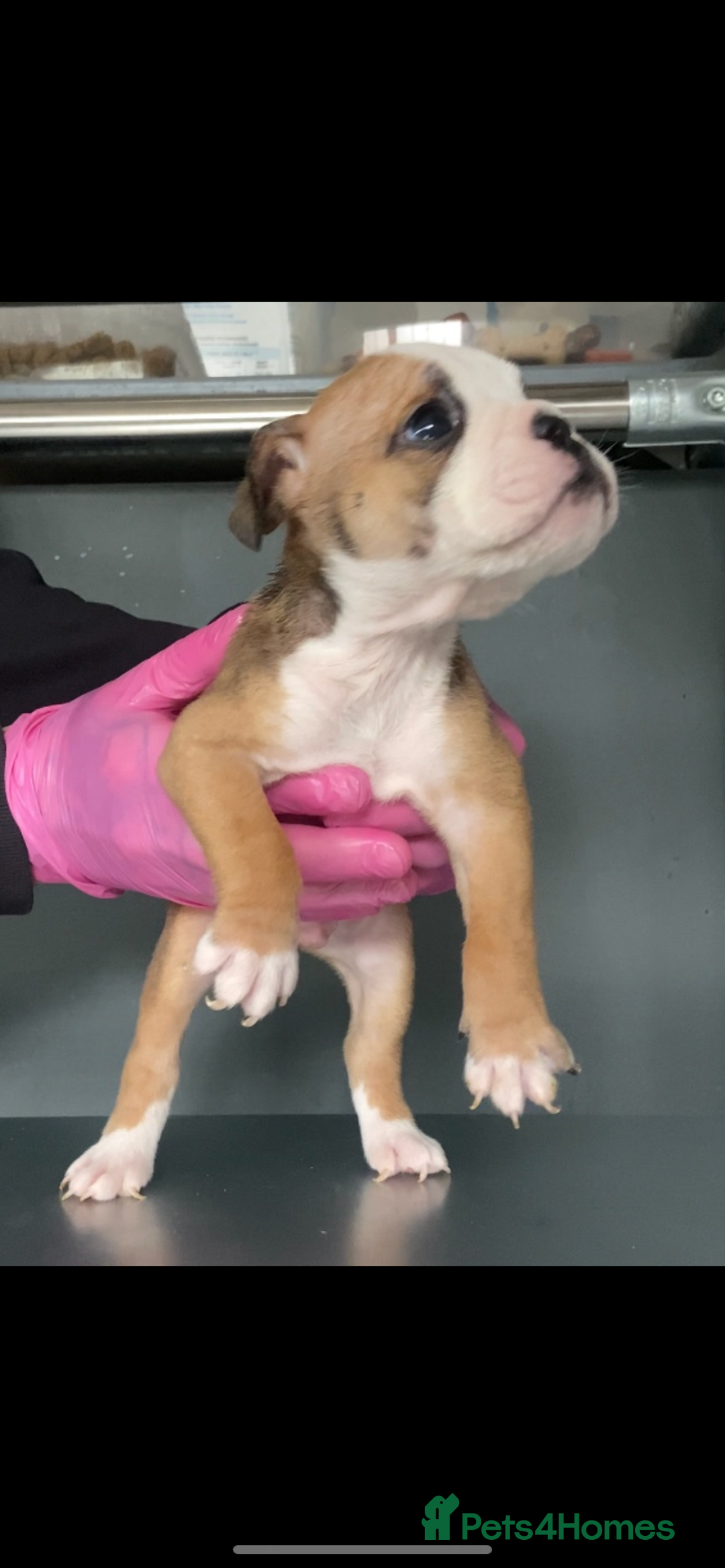 English Bulldog dogs for sale: KC registered English Bulldog Puppies  - Image 14
