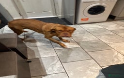 Dogue De Bordeaux dogs for sale: Girl rogue de Bordeaux age 2 - Image 3